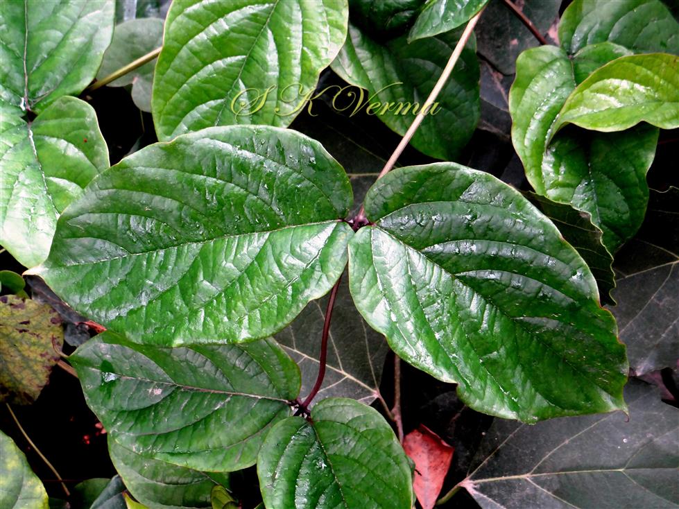  Leaves (Adaxial view)